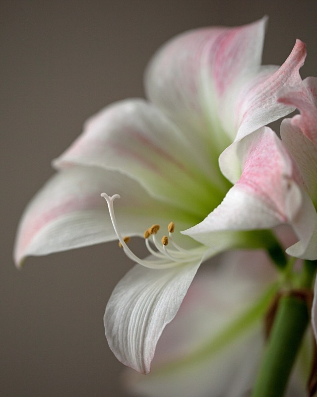 Beauty in Bloom 4   11 x 14 - Flora