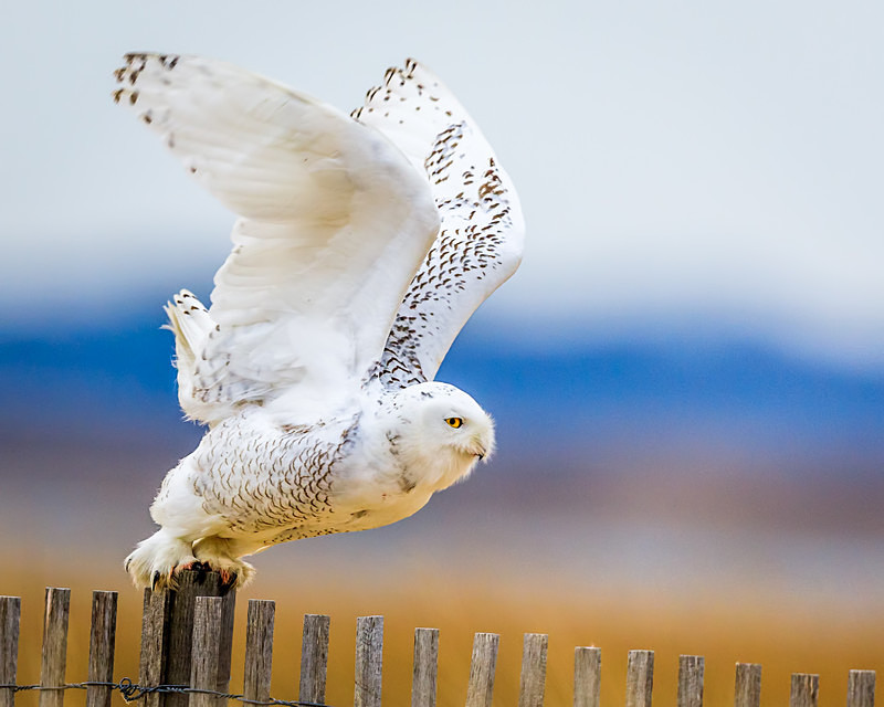 Snowy Taking Flight - Wildlife