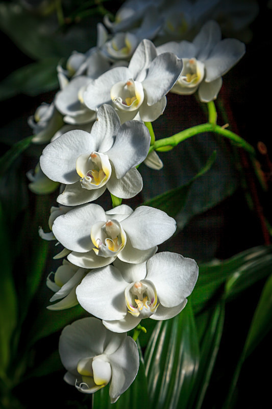 White Orchids - Flora