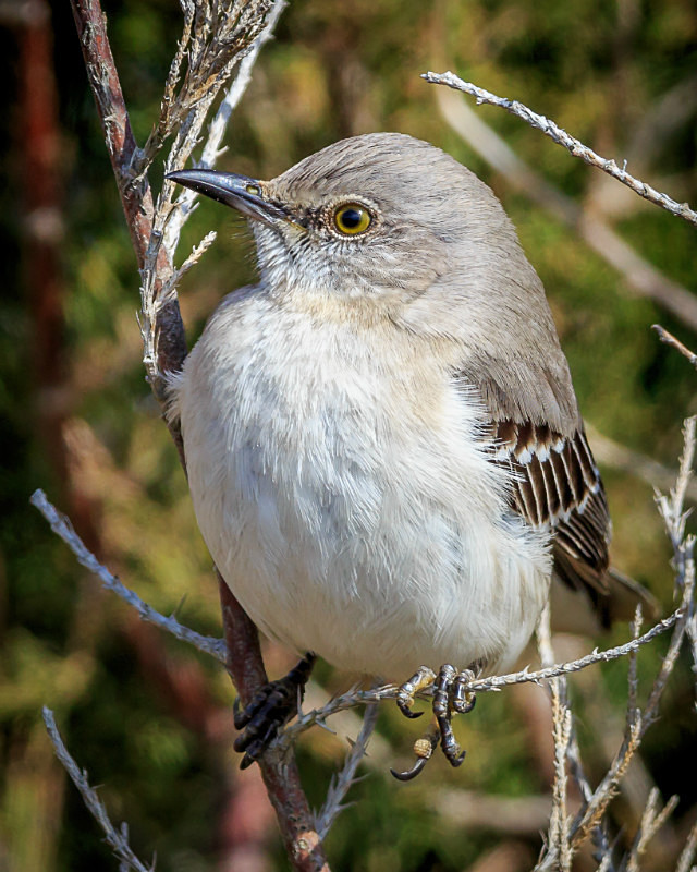 Bold Bird - Wildlife