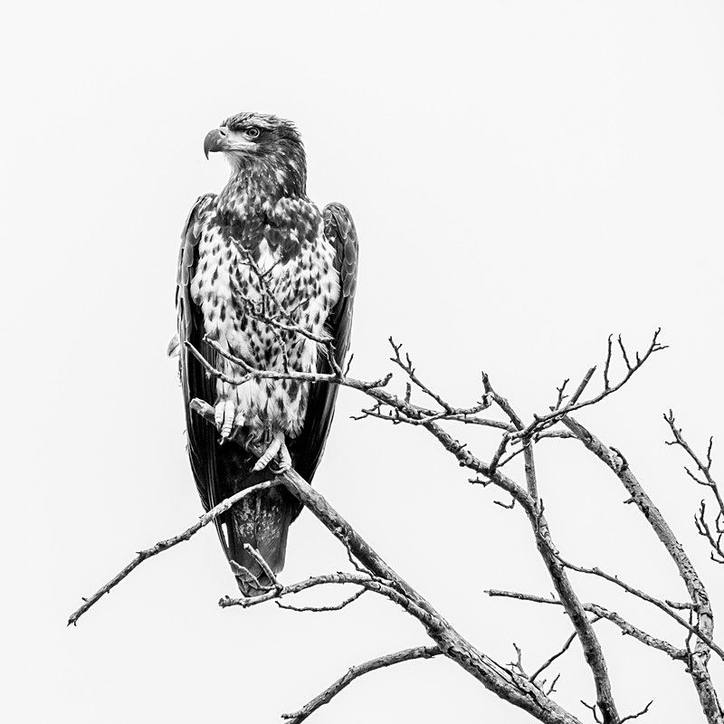 Perched - New Photos