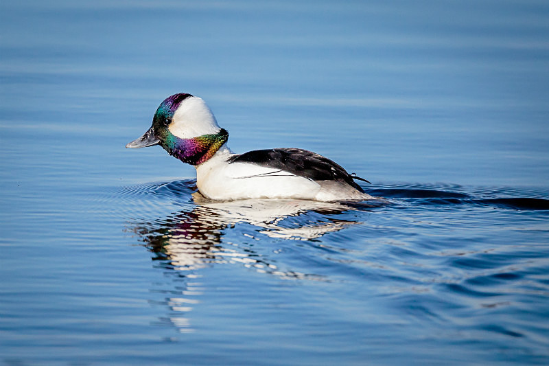 Bufflehead with Places to Go - Wildlife