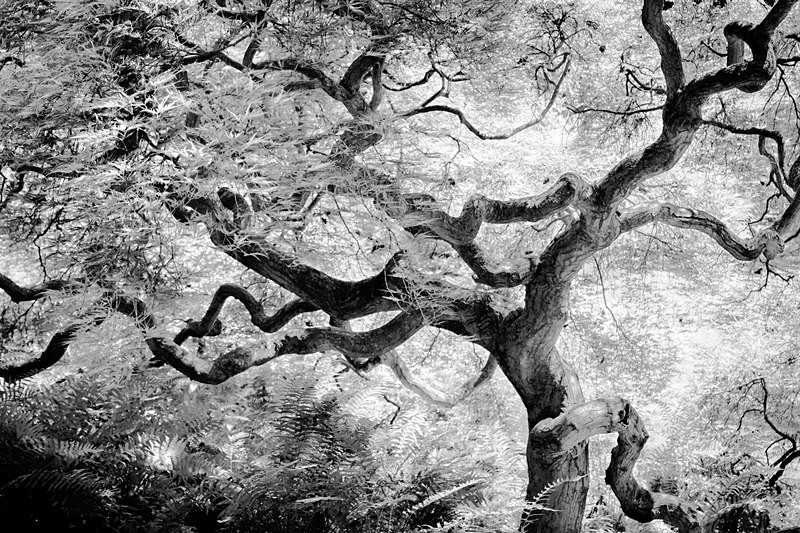 Sacred Tree - Still Life