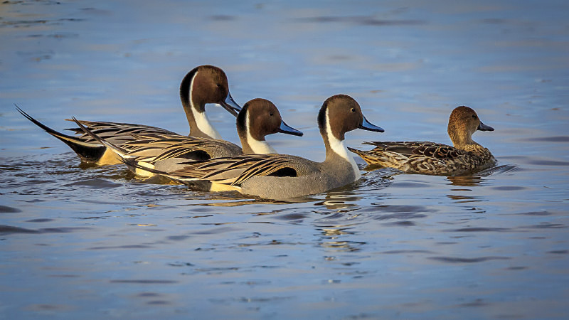 Pintails on the Prowl - Wildlife