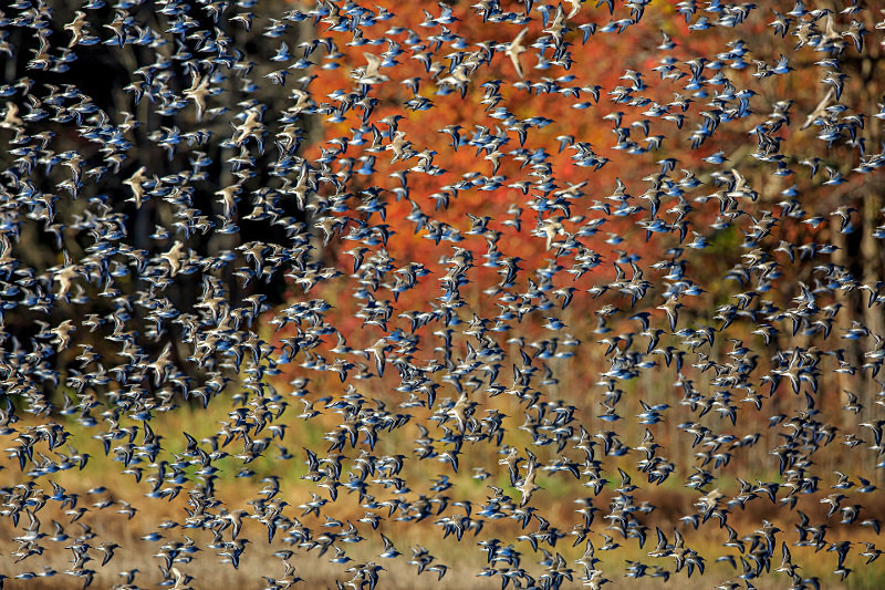 Flock on the Move - Wildlife