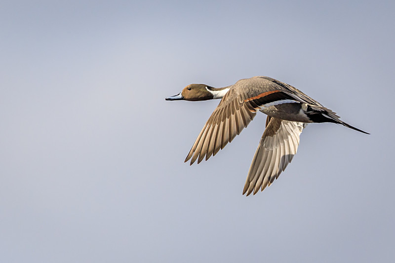 Pintail on the Move - Wildlife