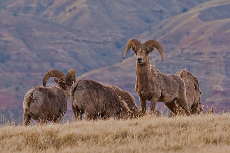 Big Horn Torrey Ridge 2 12 x 18 small - Wildlife