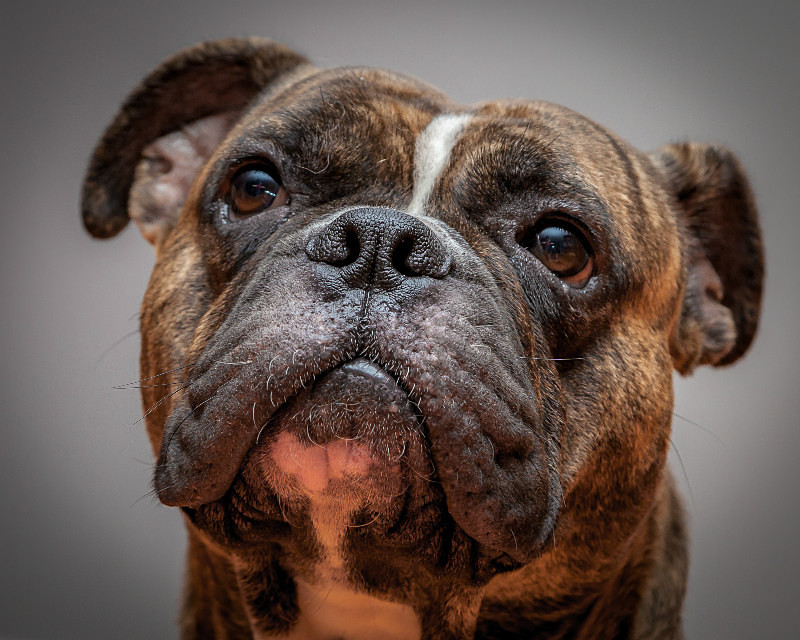 Miss Lizzie - Portraits