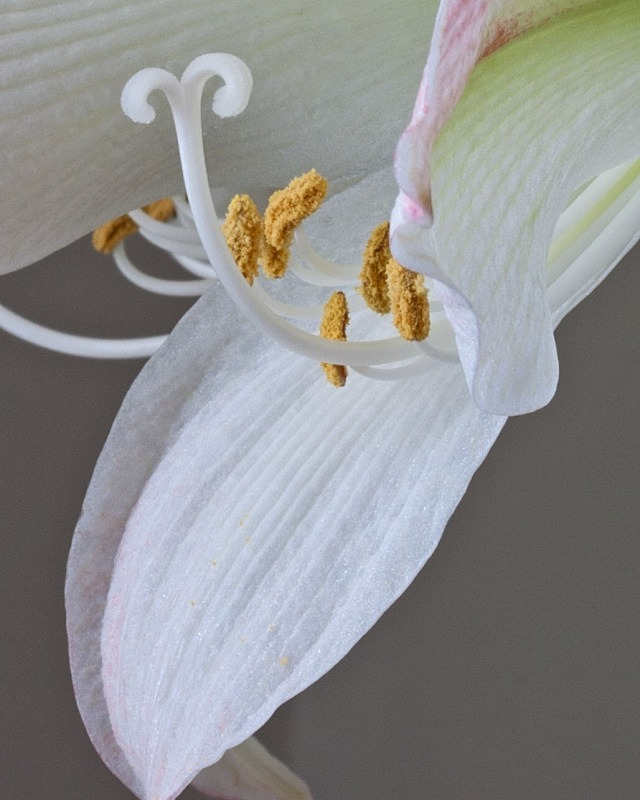 Beauty in Bloom 6   11 x 14 - Flora