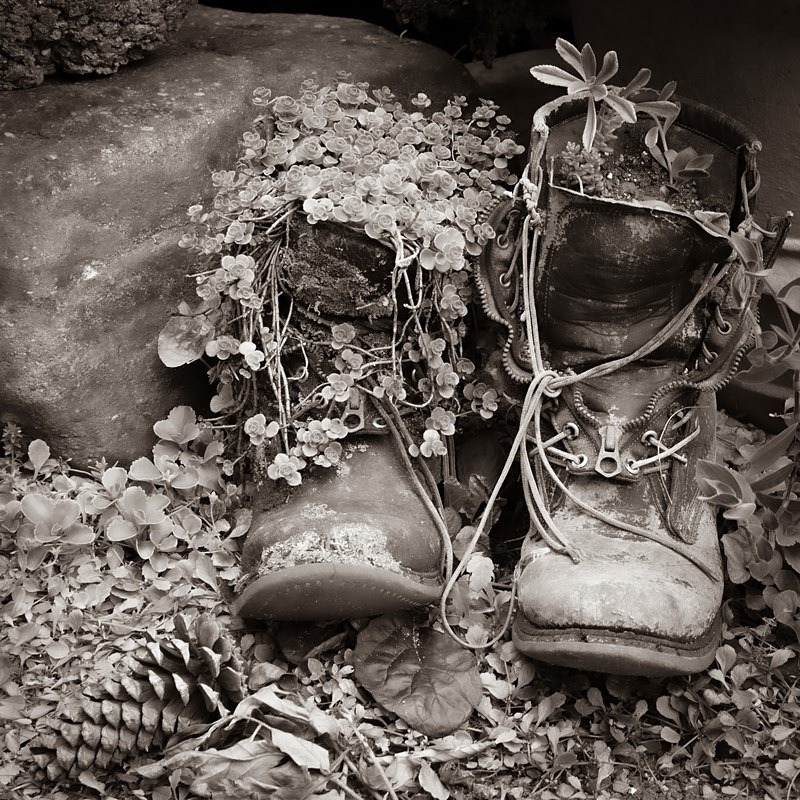 Nostalgia - Still Life