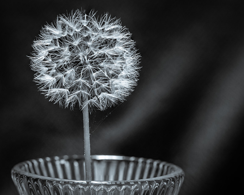 Dandelion on Display - Still Life