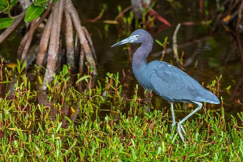 Little Blue - Wildlife