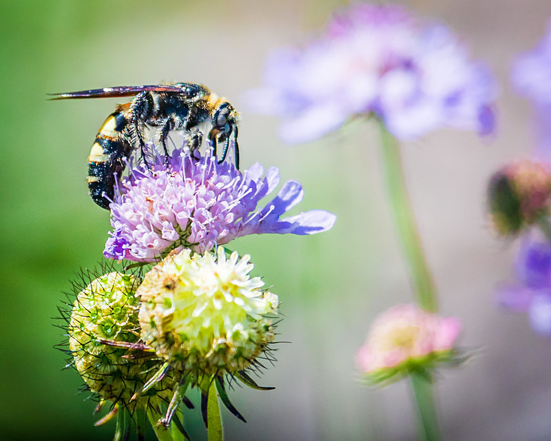 Keeping Beezy - Wildlife