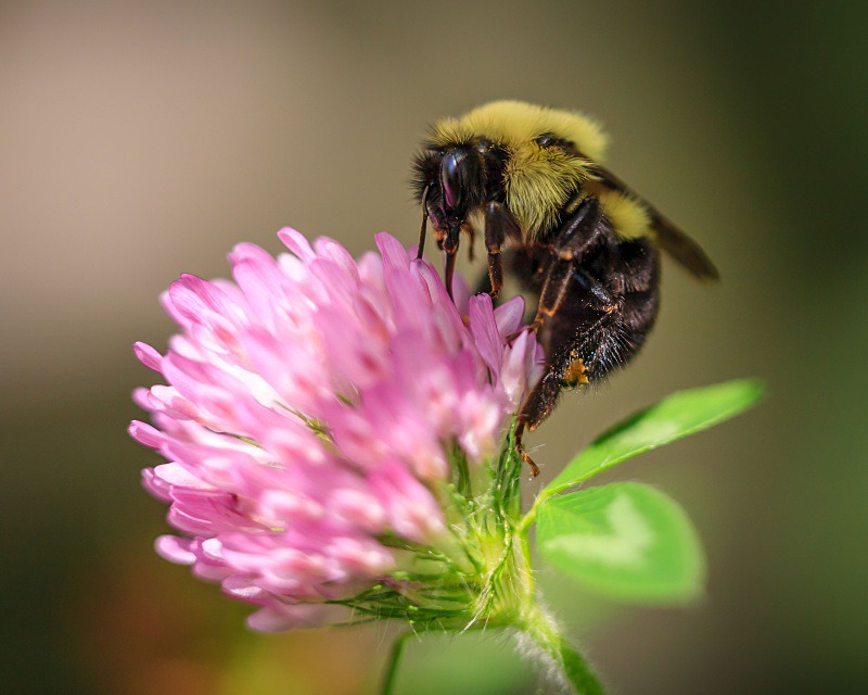 Busy Bee - Wildlife