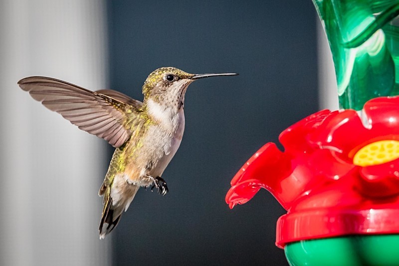 Hungry Hummer - Wildlife