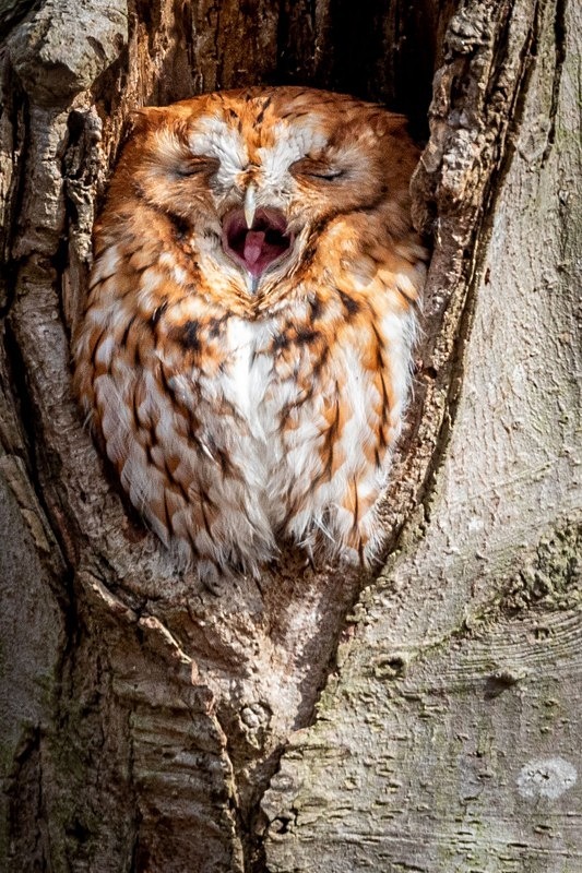 Im Tired - Wildlife