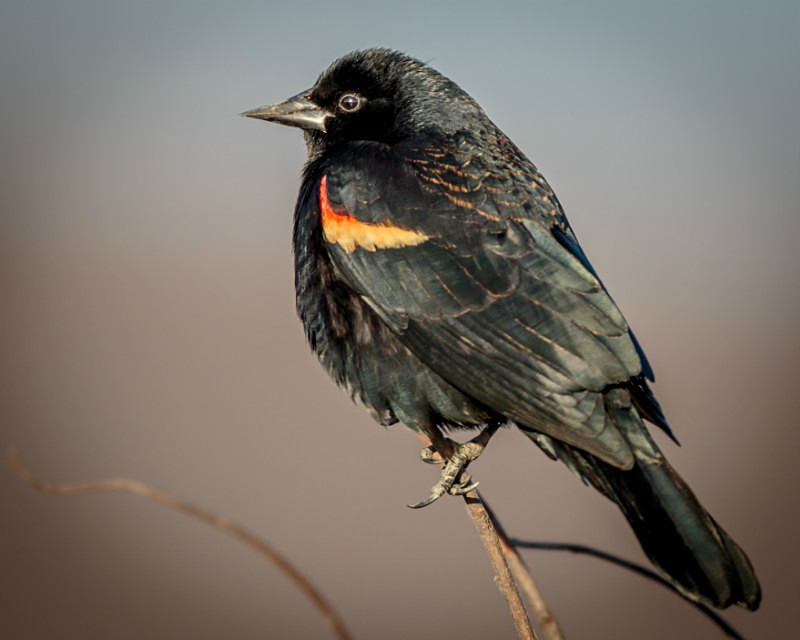 Red-Winged Blackbird 2 - Wildlife