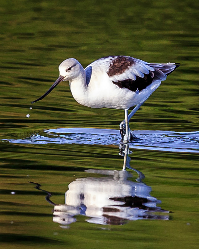 Amreican Avocet - Wildlife
