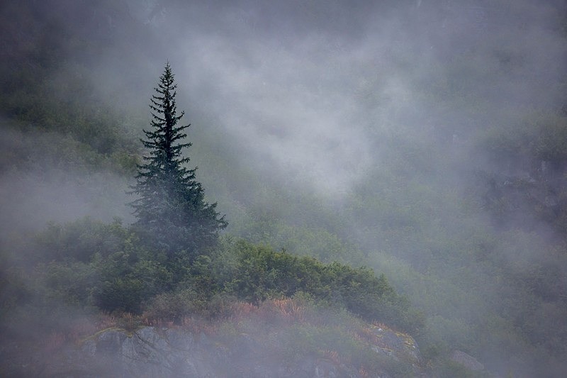 Alone in the Fog - Alaska