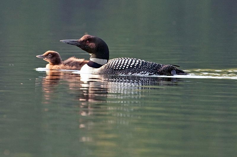 Loons Morning Swim 1 12 x 18 - Wildlife