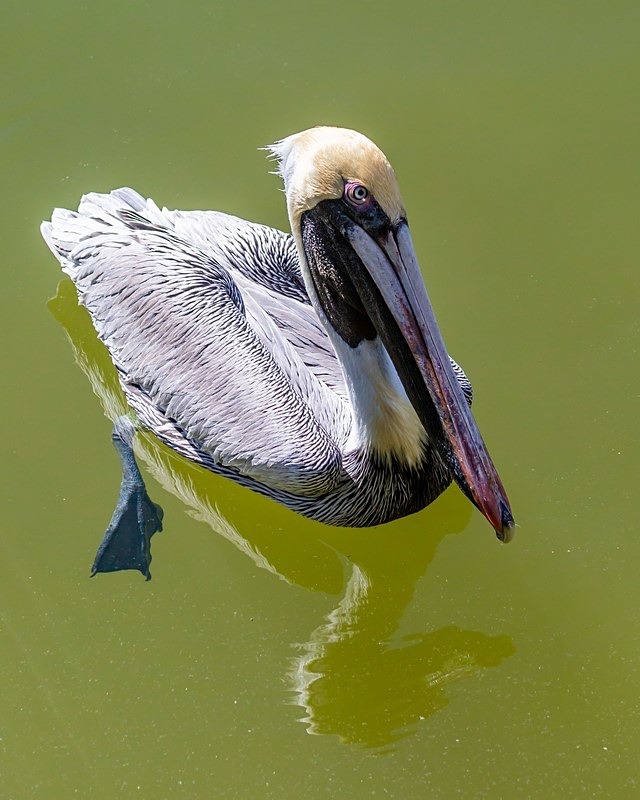 Floating on a Sea of Green - Wildlife