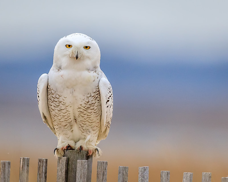 What Are You Looking At - Wildlife
