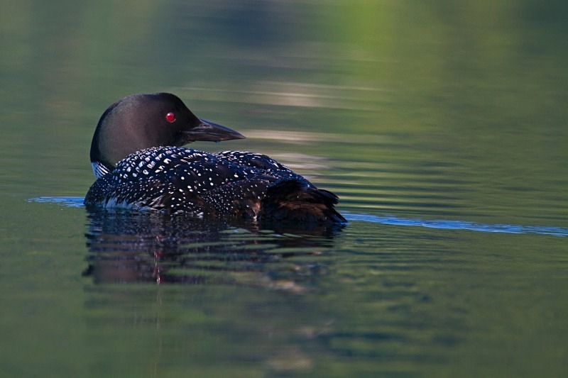 Morning Paddle 3 12 x 18 - Wildlife