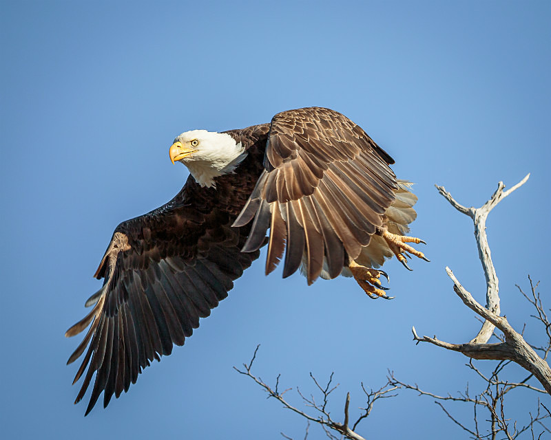Taking Flight - Wildlife