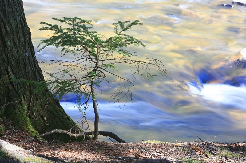 Running Waters 5 12 x 18 - Landscapes