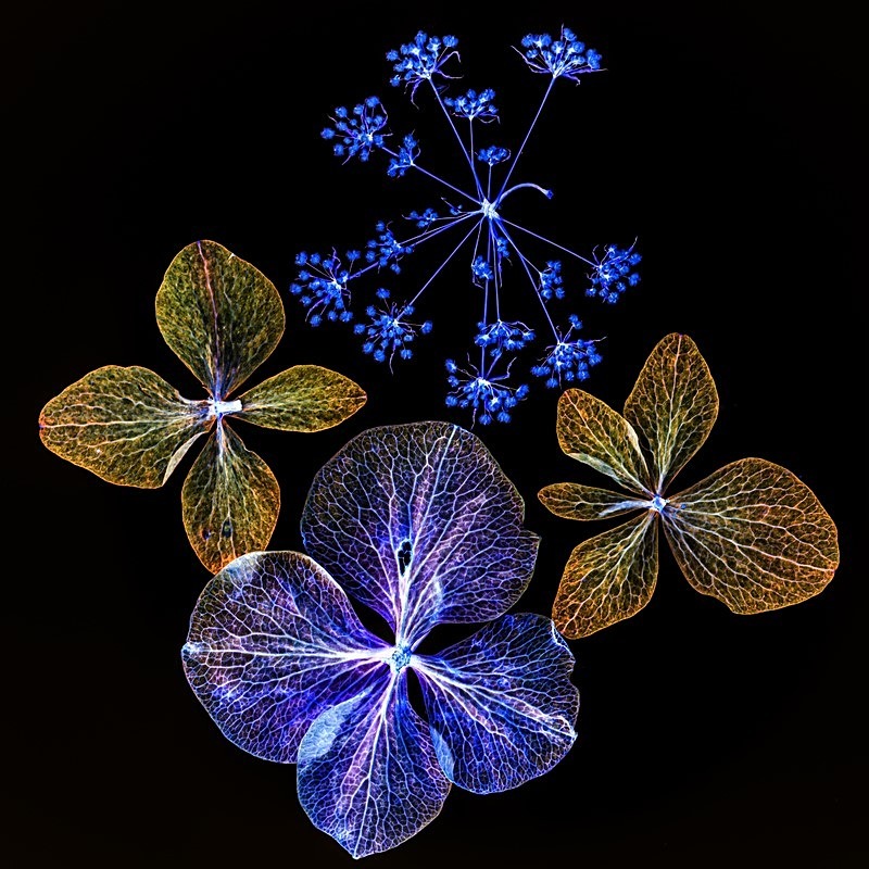 Wildflowers Inverted - Still Life