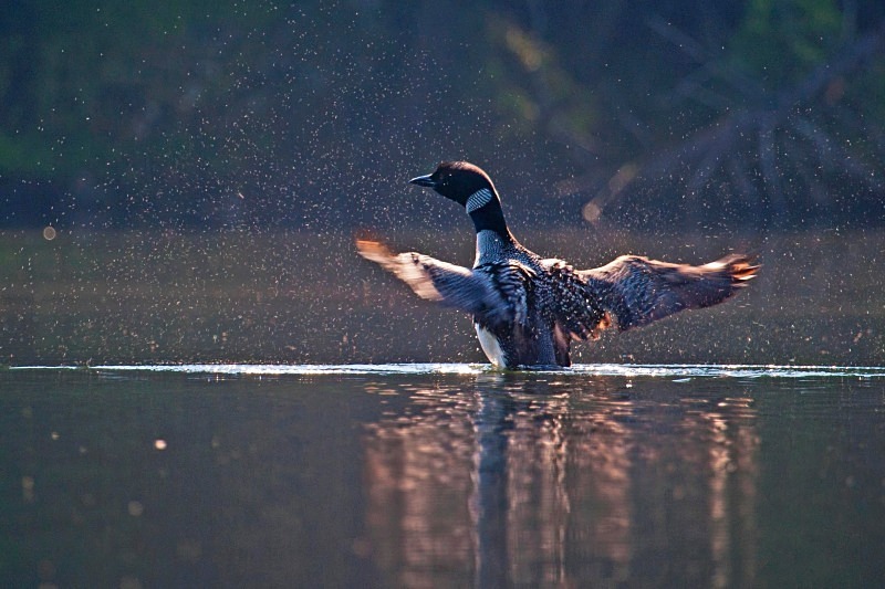 Exuberance 12 x 18 - Wildlife