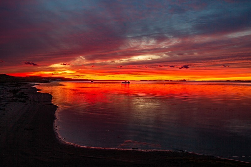 Nantucket Reds - Nantucket