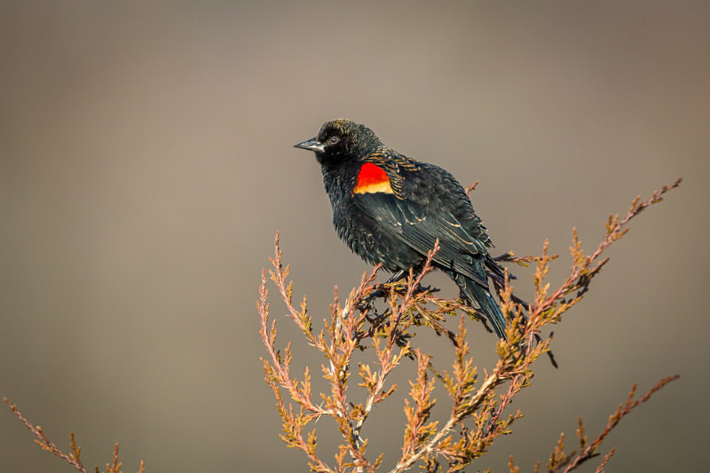Red-Winged Blackbird - Wildlife