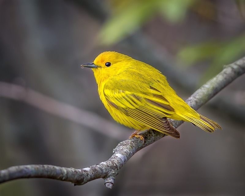 Warbler with Feather - Wildlife
