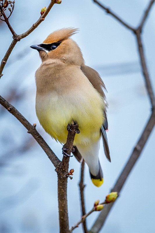 Fluffed Up - Wildlife