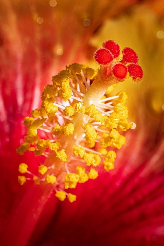 Hibiscus - Flora