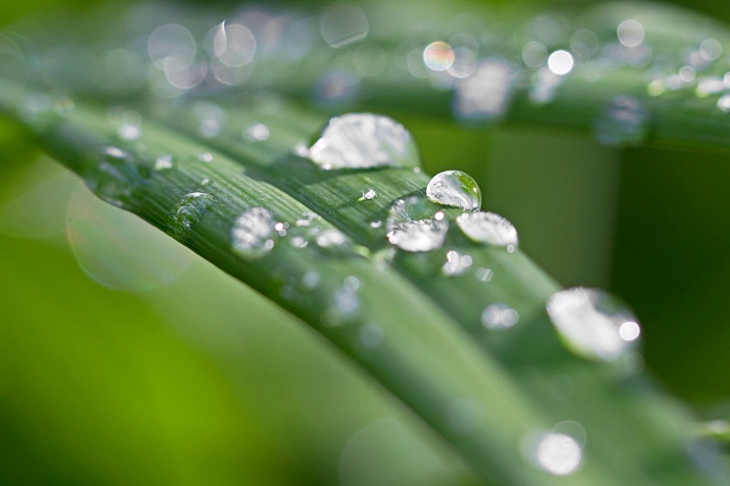 Beaucoup Bokeh - Flora