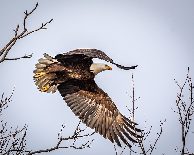 Taking Flight Too - Wildlife