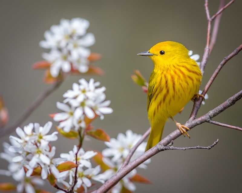 Warbler and White Flowers