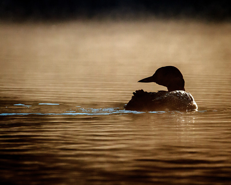 Loon In the Morning Mist 11 x 14 - Wildlife