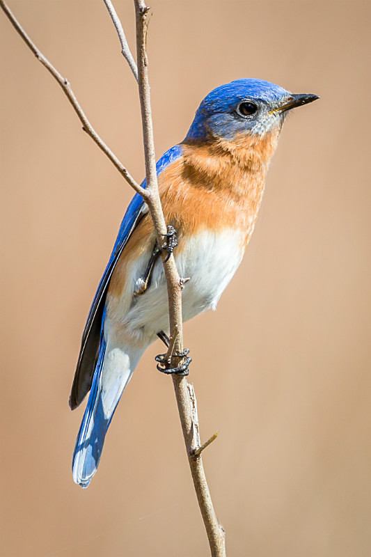The Blues Too - Wildlife