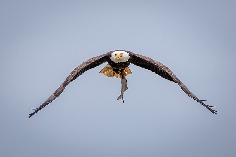 Coming at You - Wildlife