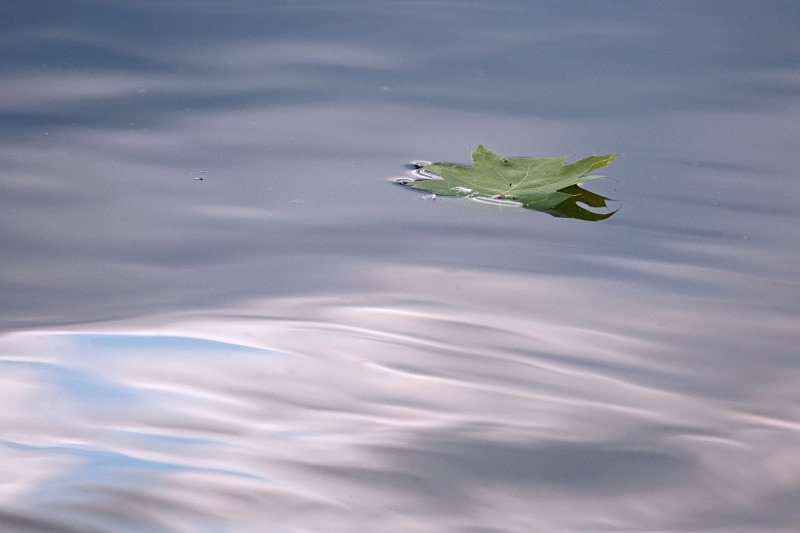 Leaf on Water 1 12 x 18 - Reflections