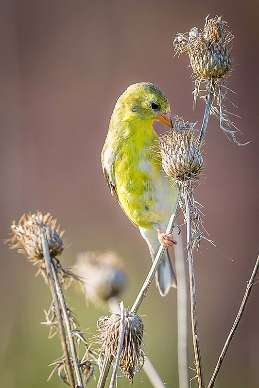 Breakfast Buffet - Wildlife