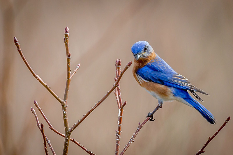 Determined Blue - Wildlife