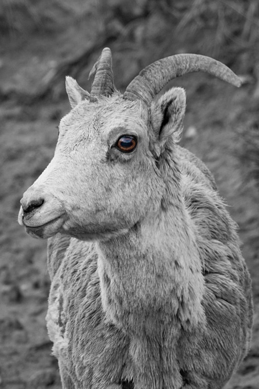 Big Horn Big Eyes 12 x 18 - Out West