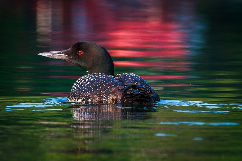 Loon on the Lake - Wildlife