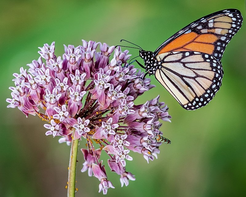 Monarch and Milkweed - Wildlife