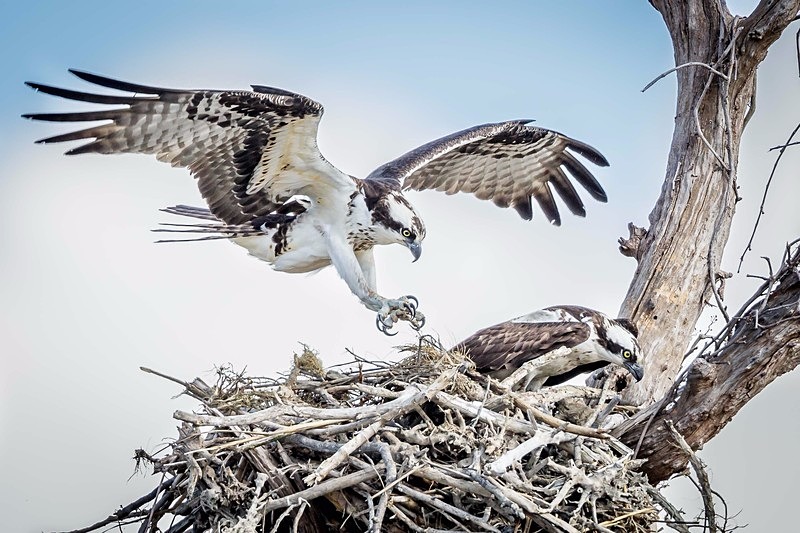Landing Zone - Wildlife
