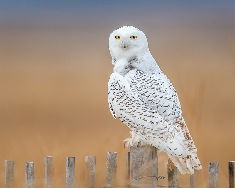 Perturbed Snowy - Wildlife